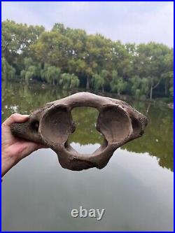 1200g Ice Age mammal vertebra bone specimen Pleistocene