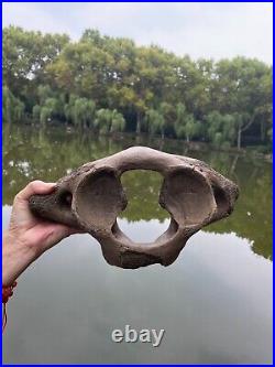 1200g Ice Age mammal vertebra bone specimen Pleistocene