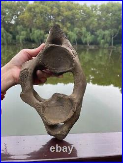 1200g Ice Age mammal vertebra bone specimen Pleistocene