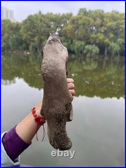 1200g Ice Age mammal vertebra bone specimen Pleistocene