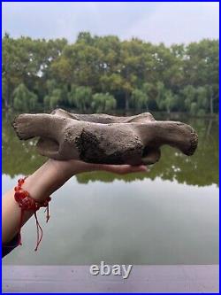 1200g Ice Age mammal vertebra bone specimen Pleistocene