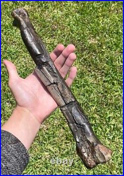 13.5 Canada Fossil Struthiomimus Metatarsal Dinosaur Bone HUGE Rare Cretaceous