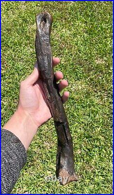 13.5 Canada Fossil Struthiomimus Metatarsal Dinosaur Bone HUGE Rare Cretaceous