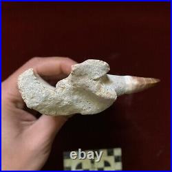 16 CM Mosasaur JAW Fossil With 5 Teeth Sea T. Rex 100 Million Year Old