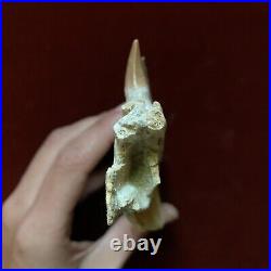 16 CM Mosasaur JAW Fossil With 5 Teeth Sea T. Rex 100 Million Year Old