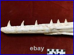 19.6 HUGE Mosasaur JAW Fossil With Six Teeth Sea T. Rex 100 Million Year Old