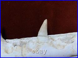 19.6 HUGE Mosasaur JAW Fossil With Six Teeth Sea T. Rex 100 Million Year Old