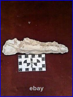 19 CM Rare Pterosaur JAW Flying Reptiles Fossil 100 Million Year Old