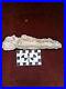 19 CM Rare Pterosaur JAW Flying Reptiles Fossil 100 Million Year Old