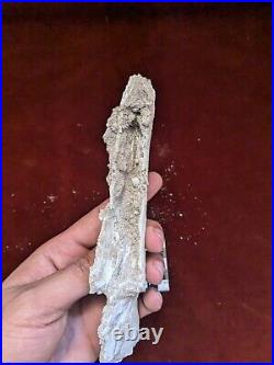 19 CM Rare Pterosaur JAW Flying Reptiles Fossil 100 Million Year Old