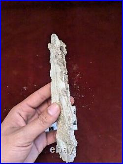 19 CM Rare Pterosaur JAW Flying Reptiles Fossil 100 Million Year Old