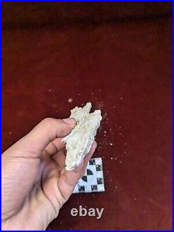 19 CM Rare Pterosaur JAW Flying Reptiles Fossil 100 Million Year Old