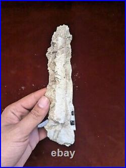 19 CM Rare Pterosaur JAW Flying Reptiles Fossil 100 Million Year Old