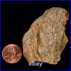 2.2 Pachycephalosaurus Dinosaur Fossil Skull Bone Lance Creek Wyoming COA