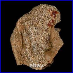 2.2 Pachycephalosaurus Dinosaur Fossil Skull Bone Lance Creek Wyoming COA