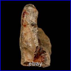 2.2 Pachycephalosaurus Dinosaur Fossil Skull Bone Lance Creek Wyoming COA