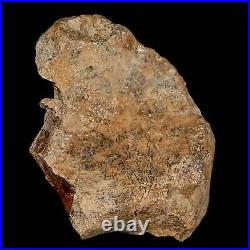 2.2 Pachycephalosaurus Dinosaur Fossil Skull Bone Lance Creek Wyoming COA