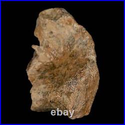 2.2 Pachycephalosaurus Dinosaur Fossil Skull Bone Lance Creek Wyoming COA