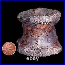 2.3 Phytosaur Fossil Vertebrae Bone Late Triassic Age Archosaur Chinle FM, AZ