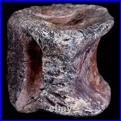 2.3 Phytosaur Fossil Vertebrae Bone Late Triassic Age Archosaur Chinle FM, AZ