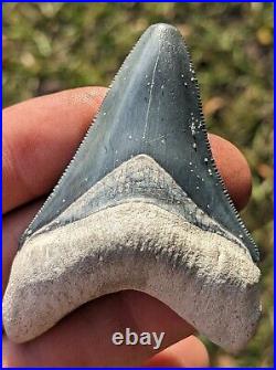 2.75 Bone Valley Megalodon Shark Tooth. #1