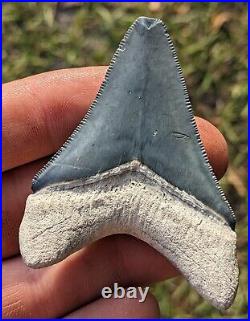 2.75 Bone Valley Megalodon Shark Tooth. #1