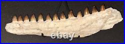 21,26 Authentic Mosasaur Jaw Fossilized Teeth Jaw Bone Cretaceous Period Dinosa