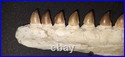 21,26 Authentic Mosasaur Jaw Fossilized Teeth Jaw Bone Cretaceous Period Dinosa