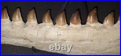 21,26 Authentic Mosasaur Jaw Fossilized Teeth Jaw Bone Cretaceous Period Dinosa