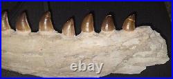 21,26 Authentic Mosasaur Jaw Fossilized Teeth Jaw Bone Cretaceous Period Dinosa