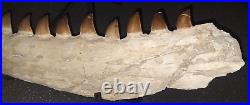 21,26 Authentic Mosasaur Jaw Fossilized Teeth Jaw Bone Cretaceous Period Dinosa