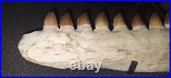 21,26 Authentic Mosasaur Jaw Fossilized Teeth Jaw Bone Cretaceous Period Dinosa