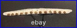 21,26 Authentic Mosasaur Jaw Fossilized Teeth Jaw Bone Cretaceous Period Dinosa