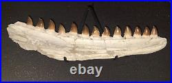 21,26 Authentic Mosasaur Jaw Fossilized Teeth Jaw Bone Cretaceous Period Dinosa