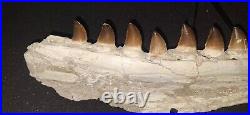 21,26 Authentic Mosasaur Jaw Fossilized Teeth Jaw Bone Cretaceous Period Dinosa