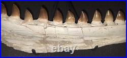 21,26 Authentic Mosasaur Jaw Fossilized Teeth Jaw Bone Cretaceous Period Dinosa