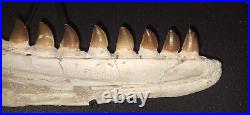 21,26 Authentic Mosasaur Jaw Fossilized Teeth Jaw Bone Cretaceous Period Dinosa