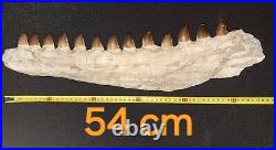 21,26 Authentic Mosasaur Jaw Fossilized Teeth Jaw Bone Cretaceous Period Dinosa