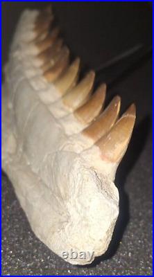 21,26 Authentic Mosasaur Jaw Fossilized Teeth Jaw Bone Cretaceous Period Dinosa