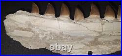 21,26 Authentic Mosasaur Jaw Fossilized Teeth Jaw Bone Cretaceous Period Dinosa