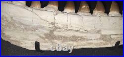 21,26 Authentic Mosasaur Jaw Fossilized Teeth Jaw Bone Cretaceous Period Dinosa