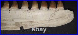 21,26 Authentic Mosasaur Jaw Fossilized Teeth Jaw Bone Cretaceous Period Dinosa