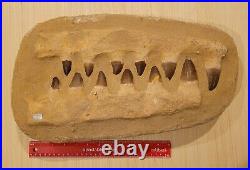 26.3 POUNDS! Huge 18 Inch Mosasaurus Dinosaur Fossil Jaw Bone With Giant Teeth