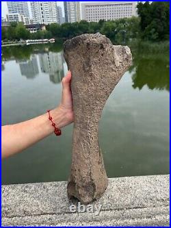 2840g huge Ice Age Large herbivorous mammal shank bone specimen Pleistocene