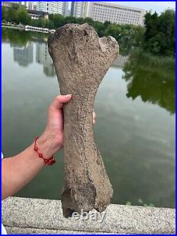 2840g huge Ice Age Large herbivorous mammal shank bone specimen Pleistocene