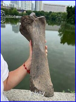 2840g huge Ice Age Large herbivorous mammal shank bone specimen Pleistocene