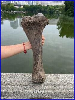 2840g huge Ice Age Large herbivorous mammal shank bone specimen Pleistocene