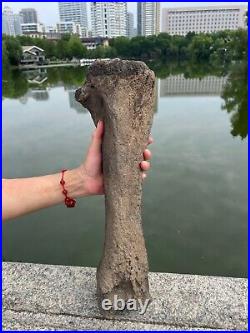 2840g huge Ice Age Large herbivorous mammal shank bone specimen Pleistocene