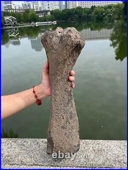 2840g huge Ice Age Large herbivorous mammal shank bone specimen Pleistocene