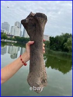 2840g huge Ice Age Large herbivorous mammal shank bone specimen Pleistocene